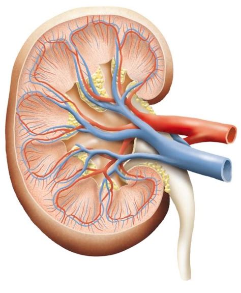 Urinary System Kidney Diagram Diagram Quizlet