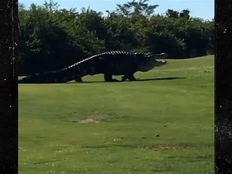 Famous Giant Gator Returns To Florida Golf Course Hey Chubbs