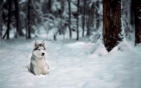 Animals Snow Winter Dog Siberian Husky Freezing Weather Season