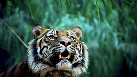 Closeup View Of Tiger In Blur Jungle Background 4k Hd Jungle Wallpapers