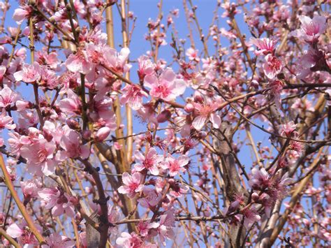 Peach Tree Flowers Color Marylynn Teal