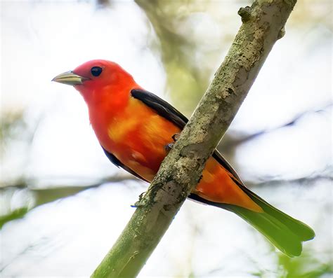 Tanagers From The Archives — Squirrel Hill Photography