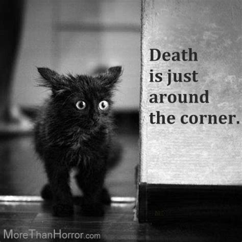 Horror Cat Humor Pet Quotes Cat Black Cat Humor Cats