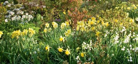 Scottish Garden In Spring ~ English Garden