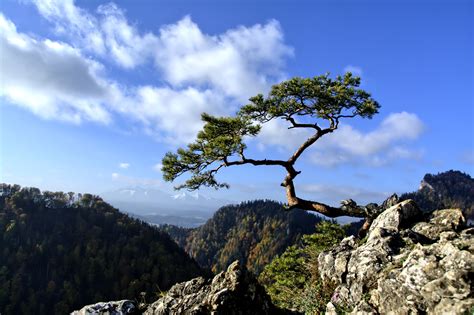 Free Images Landscape Tree Nature Forest Rock