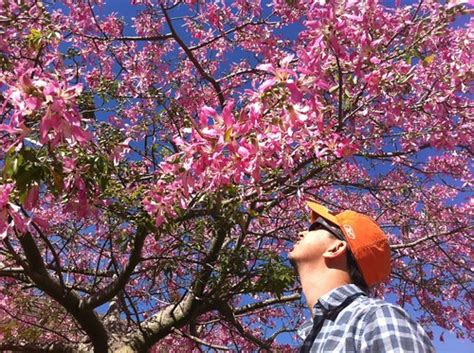 Maybe you would like to learn more about one of these? identification - Help identifying South Florida tree with ...
