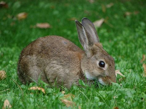 10 Interesting Rabbit Facts My Interesting Facts