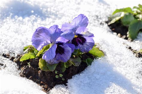 6 Frost Tolerant Plants To Grow When Its Cold Gardening Sun