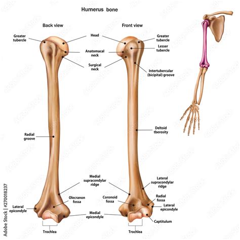 Stockvector Structure Of The Humerus Bone With The Name And Description