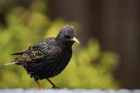 Common Starling By David Miles Birdguides