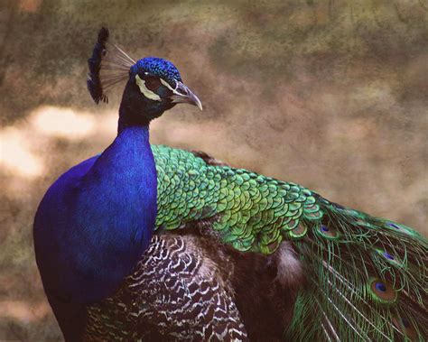 Proud Peacock Photograph by TnBackroadsPhotos | Fine Art America