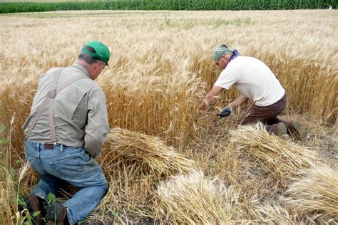 Alternative Roots Farm Wheat Harvest Update