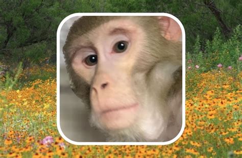Born Free Usa Welcomes Rhesus Macaque Formerly Kept As A Pet To Its