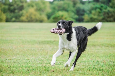 The Benefits Of Interactive Fetch Play With Your Dog