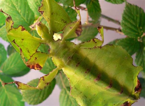 The Weather Network Photos 5 Insects That Look Like Plants