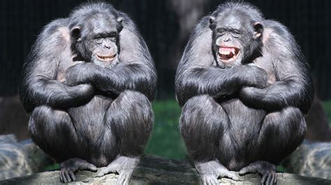 Wallpaper Chimpanzee Couple Cute Animals Monkey Funny Animals 4500
