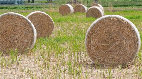 Large Round Sheaves Of Straw In The Field After Harvest Stock Video