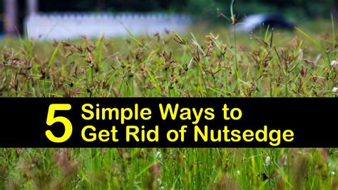 How To Get Rid Of Nutgrass In My Garden Garden Likes