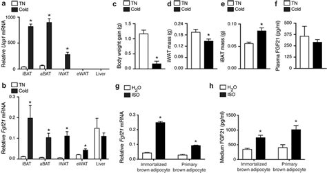Fgf21 Expression And Secretion Is Under β Adrenergic Control In Brown