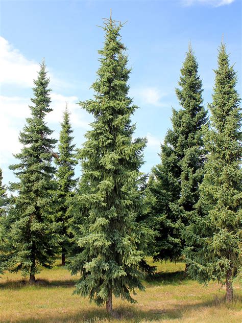 Top 5 Evergreen Privacy Trees That Are Easy To Grow Dengarden