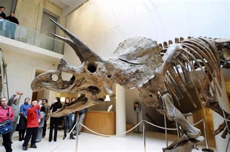 Dinosaurs Evolved Horns To Attract Mates Not Fight Enemies Ibtimes India