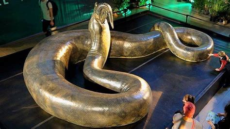 This Is A Titanoboa A Snake That Is Believed To Live Around 60 Million