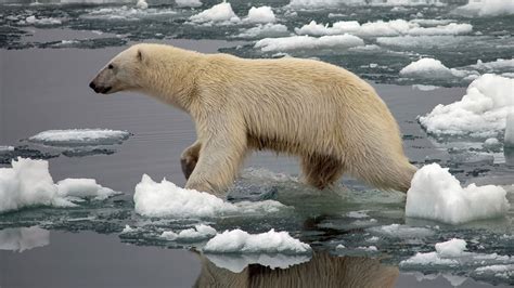Polar Bears Cant Hibernate Their Way Out Of Starvation Science Aaas