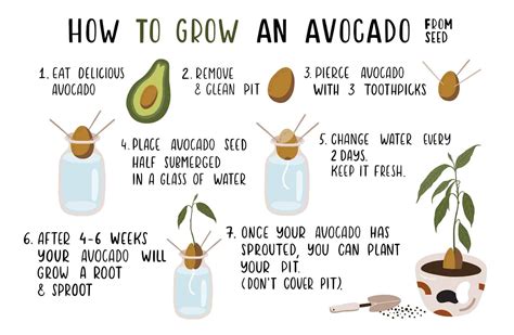 7 easy steps on how to grow avocado from seed hort zone