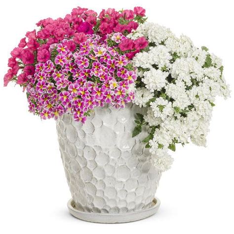 Botanical Bouquet Proven Winners Flower Pots Flower Pot Design