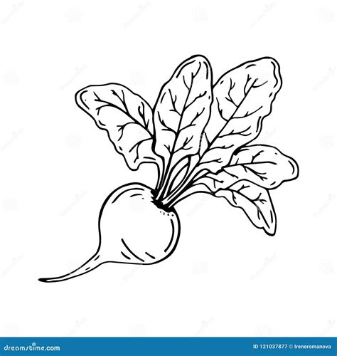 Beets Sketch Of Beets Whole With Tops Vector Illustration Stock Vector Illustration Of