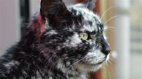 This Adorable Cat With Vitiligo Is A Marble Work Of Art And We Just Wanna Cuddle Him