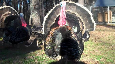 Gobblers Strutting And Gobbling Up Close Youtube