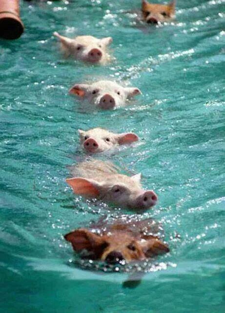 When Pigs Swim ~ Schwimmende Schweine Das Süßeste überhaupt Ich Will