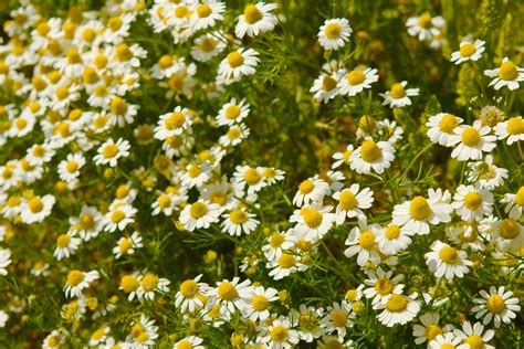 Free Images Nature White Field Meadow Flower Spring Green Herb