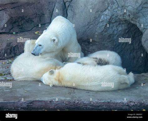 Polar Bears In Moscow Zoo Stock Photo Alamy