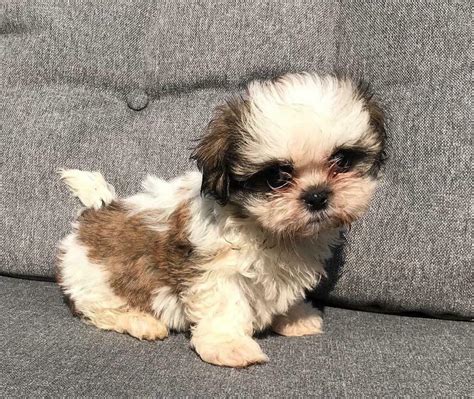 Yes, that's a lot of names for one breed of dog! Maltese x shih tzu puppies | in Basildon, Essex | Gumtree