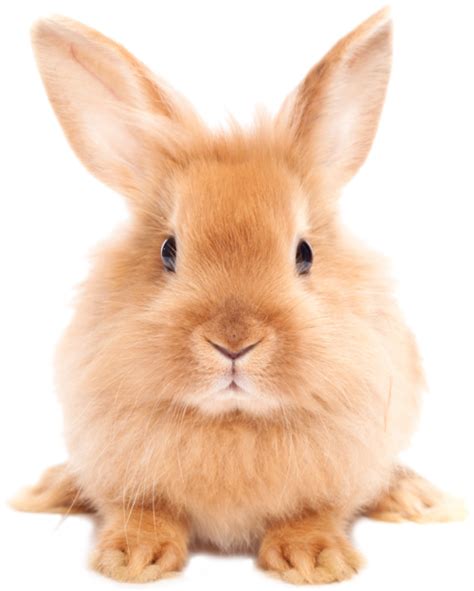 Rabbit Hd Png Transparent Rabbit Hdpng Images Pluspng