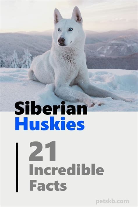 Siberian Huskies 21 Incredible Facts Husky Facts Siberian Husky
