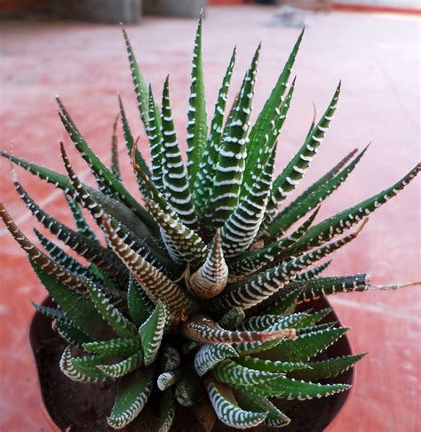 Succulent Care Outdoors Tips And Tricks For A Thriving Garden Succulent Source
