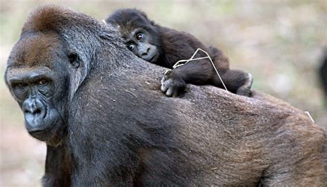 Lista De Primatas Do Brasil Mundo Ecologia