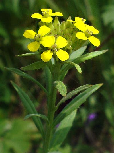 http://floreduquebec.ca/erysimum-cheiranthoides