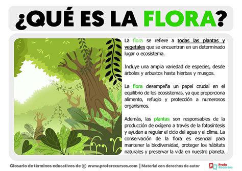 Qué Es La Flora Definición De Flora