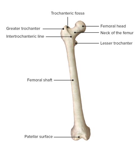 Thigh Anatomy Concise Medical Knowledge