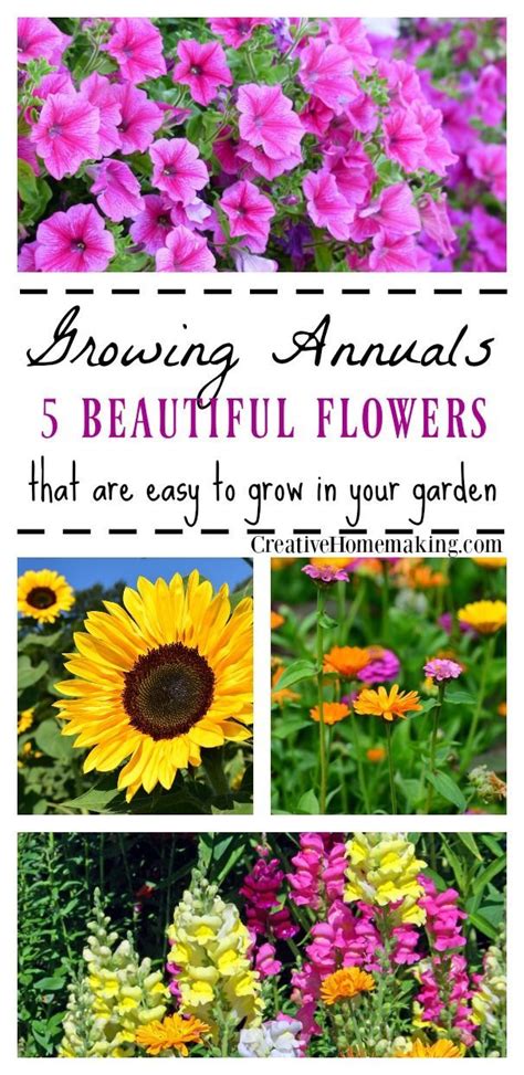 Growing Annuals Five Easy To Grow Annual Flowers To Plant In Your