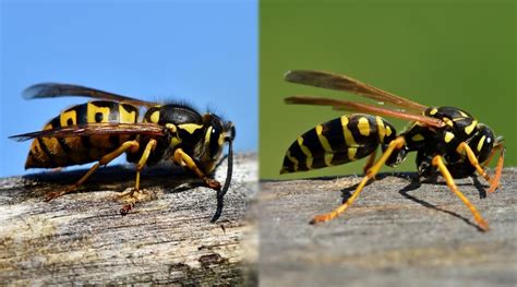 Hornets Vs Yellowjackets How To Tell These Two Wasps Apart