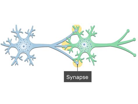 Synapse Structure And Labeled Diagram GetBodySmart