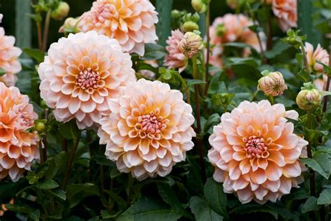 How To Grow Dahlias Plant Care Tips Horticulture Co Uk
