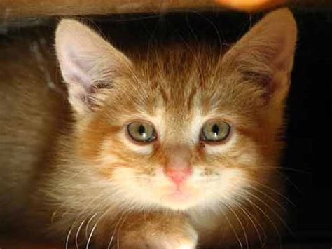 A mackerel tabby cat on a scratching post with a red background. Orange Kittens: Great Photos