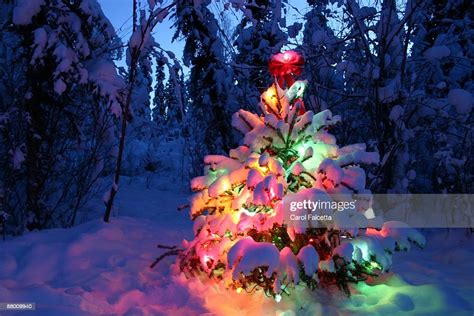 Lighted Snow Covered Christmas Tree Photo Getty Images