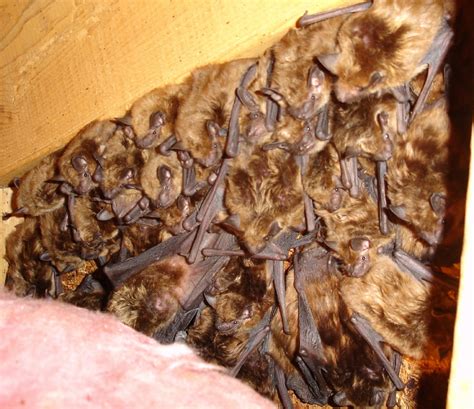 How to kill bats at home. Bat Removal in Massachusetts and Rhode Island - Getting ...